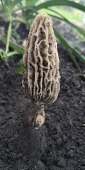 Morchella rufobrunnea