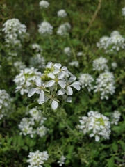 Dimorphocarpa wislizeni