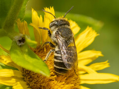 Eutricharaea