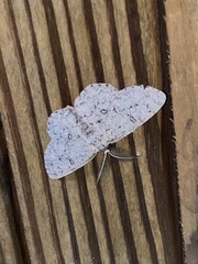 Hypomecis umbrosaria