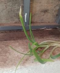 Allium cepa