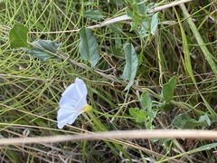 Convolvulus arvensis