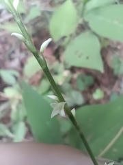 Persicaria virginiana