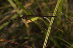 Carex acuta