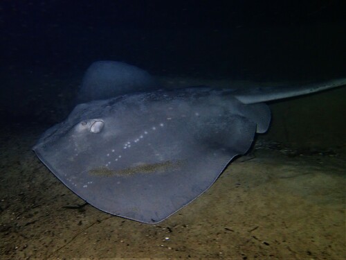 Short-tail Stingray, photo 2 of 10