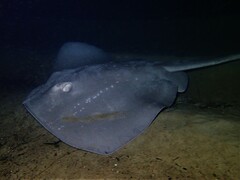 Bathytoshia brevicaudata