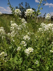 Dimorphocarpa wislizeni