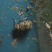 Psocidae
