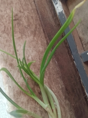 Allium cepa