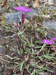 Dianthus repens