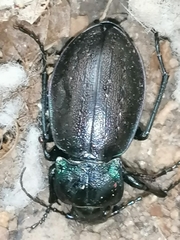 Carabus nemoralis
