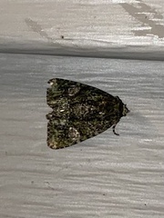 Phosphila miselioides