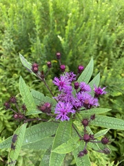Vernonia