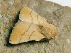 Malacosoma neustria