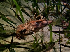 Maxillicosta scabriceps