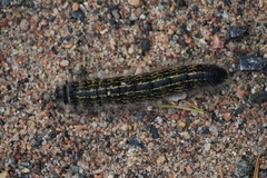 Phalera bucephala