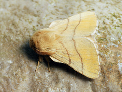 Malacosoma neustria