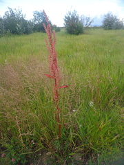 Rumex