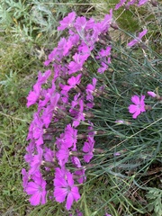 Dianthus repens