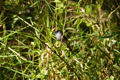 Terpsiphone bourbonnensis