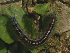 Malacosoma neustria