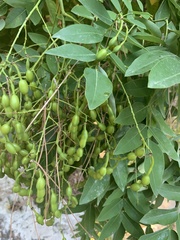 Styphnolobium japonicum