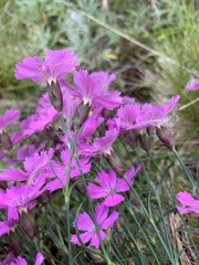 Dianthus repens