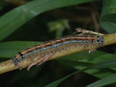 Malacosoma neustria