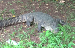 Crocodylus moreletii