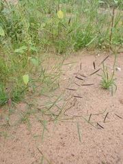 Bouteloua barbata