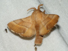 Malacosoma neustria