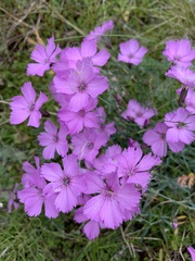 Dianthus repens