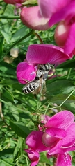 Megachile
