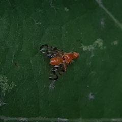 Acidia cognata