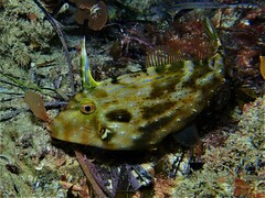 Scobinichthys granulatus