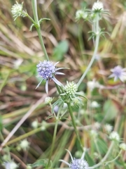 Eryngium integrifolium