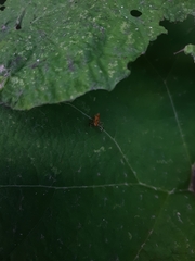 Acidia cognata