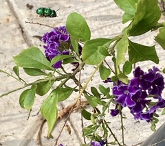 Euglossa