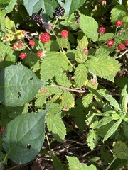 Rubus pubescens