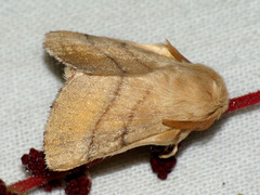 Malacosoma neustria