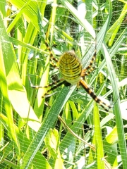 Argiope trifasciata