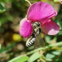 Megachile