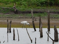 Egretta rufescens
