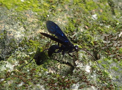 Leptodialepis bipartitus