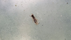 Myrmecina graminicola