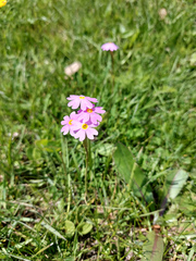 Primula