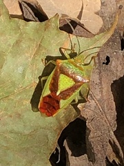 Acanthosoma haemorrhoidale