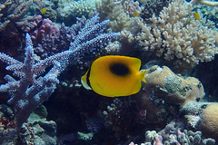 Chaetodon speculum