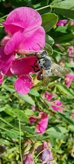 Megachile