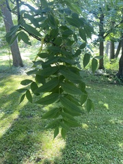 Juglans
